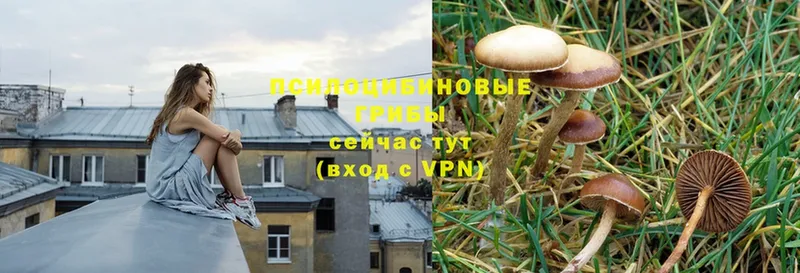 Псилоцибиновые грибы Cubensis  закладки  Кунгур 